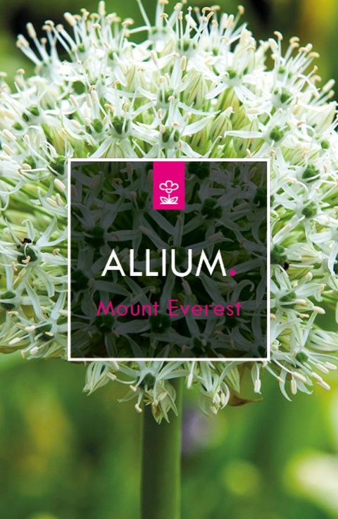 Allium 'Моунт Эверест'