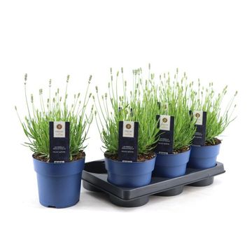 Lavandula angustifolia 'Felice White'