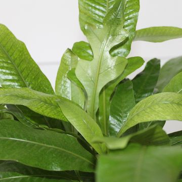 Aglaomorpha coronans 'Snake Leaf'