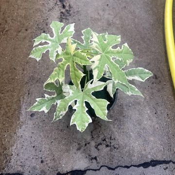 Cnidoscolus aconitifolius 'Variegata'
