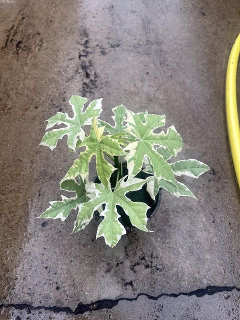 Cnidoscolus aconitifolius 'Variegata'