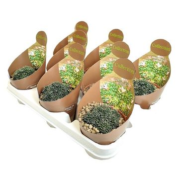 Mammillaria crinita painteri f. monstruosa