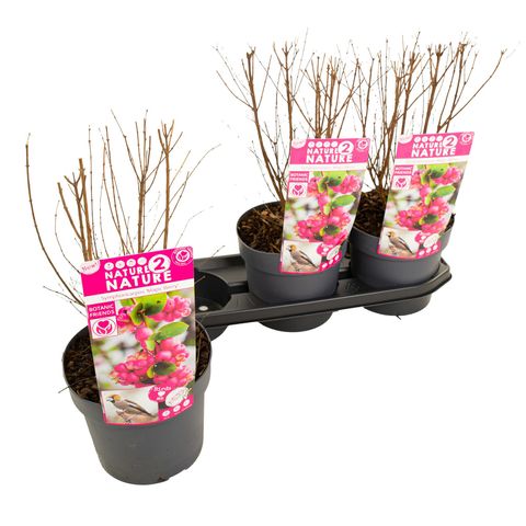 Symphoricarpos x doorenbosii 'Magic Berry'