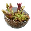 Arrangement Carnivorous plants