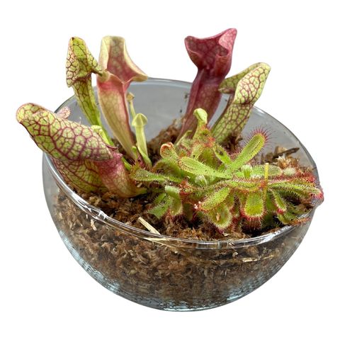 Aranżacja Carnivorous plants