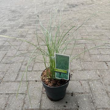 Miscanthus sinensis 'Morning Light'