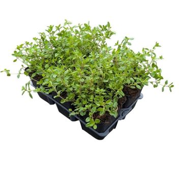 Thymus serpyllum