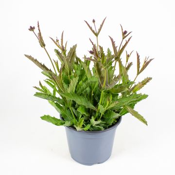 Verbena rigida