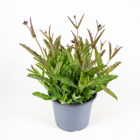 Verbena rigida
