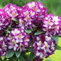 Rhododendron HAPPYDENDRON PUSHY PURPLE