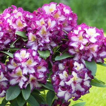 Rhododendron HAPPYDENDRON PUSHY PURPLE