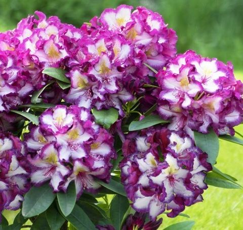 Rhododendron HAPPYDENDRON PUSHY PURPLE