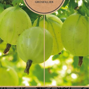 Ribes uva-crispa 'Hinnonmäki Grön'