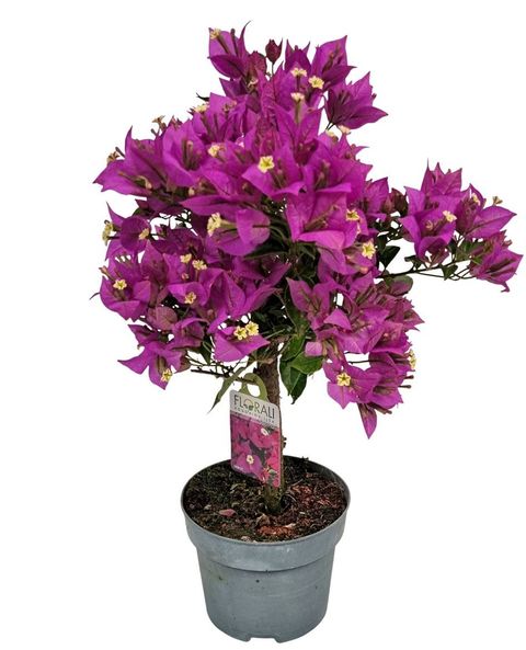 Bougainvillea glabra 'Sabina'