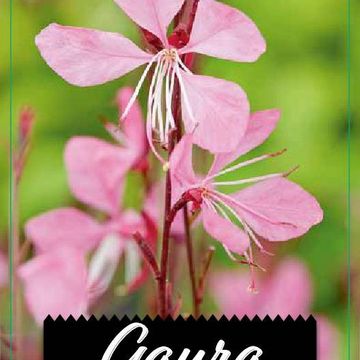 Gaura lindheimeri 'Tutti Frutti'