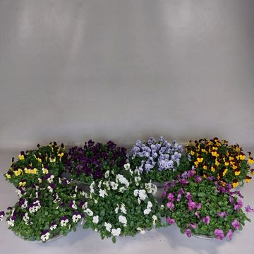 Viola CORNUTA MIX