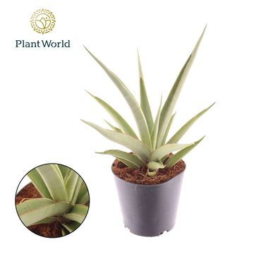 Sansevieria 'Silver Syreni'