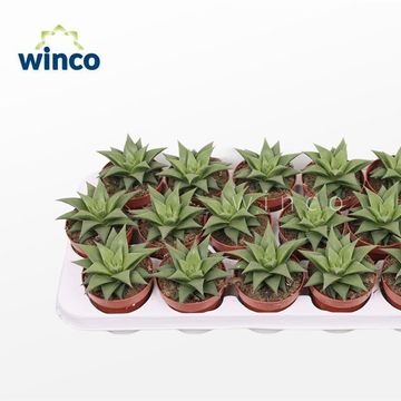 Haworthia angustifolia baylissii