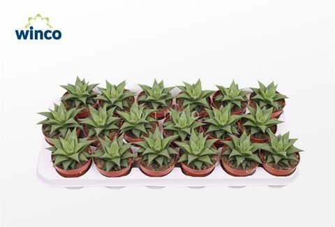 Haworthia angustifolia baylissii