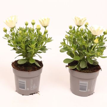 Osteospermum MARGARITA CREAM