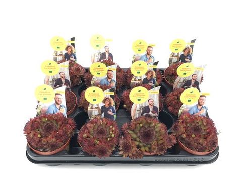 Sempervivum 'Dark Beauty'