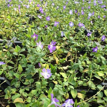 Vinca major