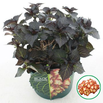 Hydrangea macrophylla BLACK DIAMONDS LIGHT MY FIRE