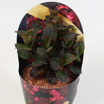 Hydrangea serrata DAREDEVIL