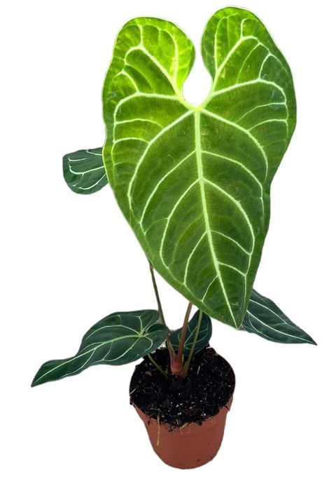 Anthurium regale