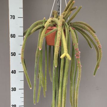 Aporocactus flagelliformis