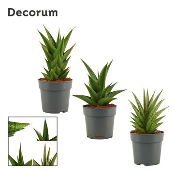 Sansevieria CROWN MIX