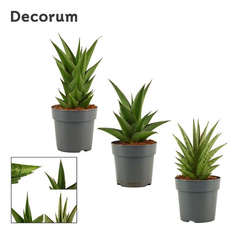 Sansevieria CROWN MIX