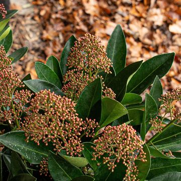 Skimmia japonica 'Marlot'