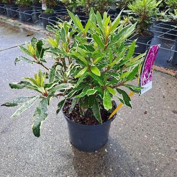 Rhododendron ponticum 'Variegatum'