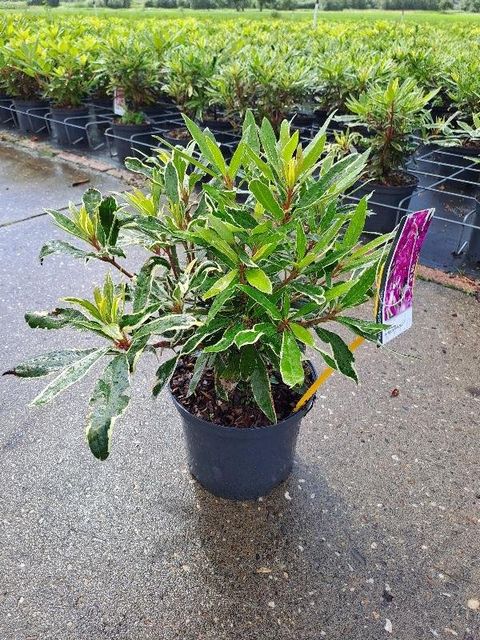 Rhododendron ponticum 'Variegatum'