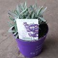 Lavandula angustifolia 'Hidcote'