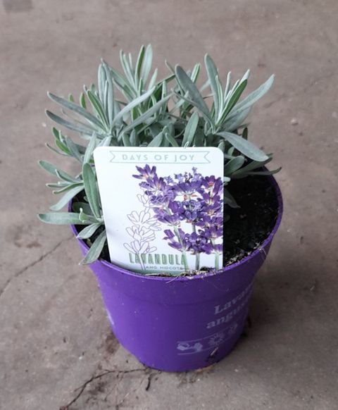 Lavandula angustifolia 'Hidcote'