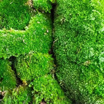 Substrates CUSHION MOSS