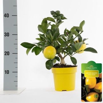 Citrus x meyeri 'Meyer'