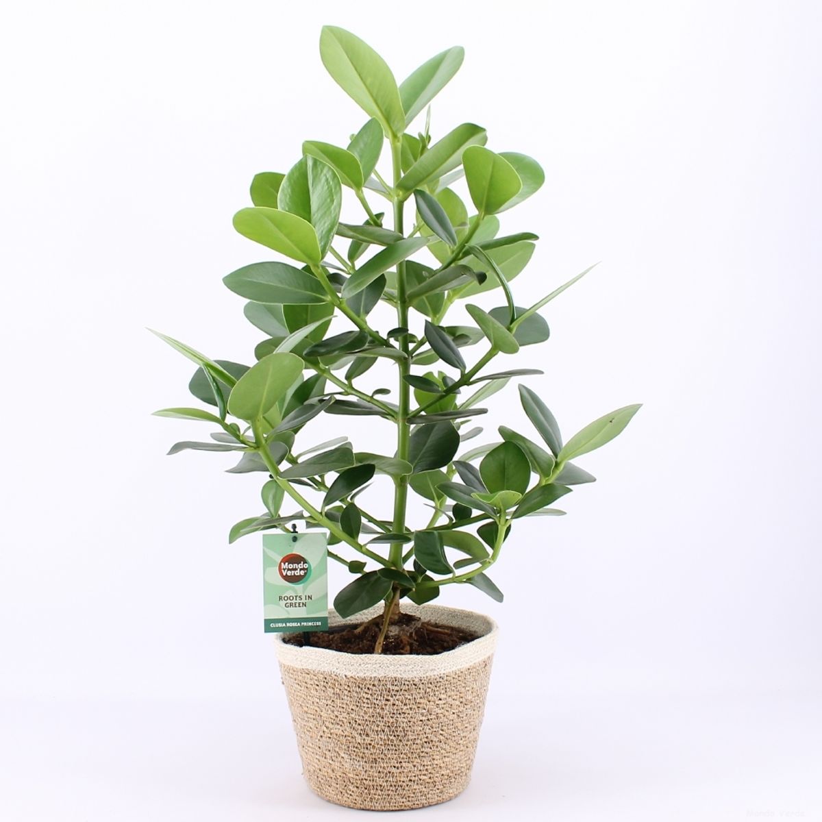 Clusia rosea 'Princess' en Plain Striped main image 1