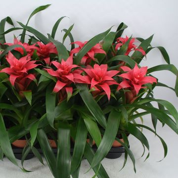 Guzmania 'Milena'