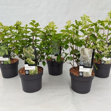 Hydrangea paniculata MIX