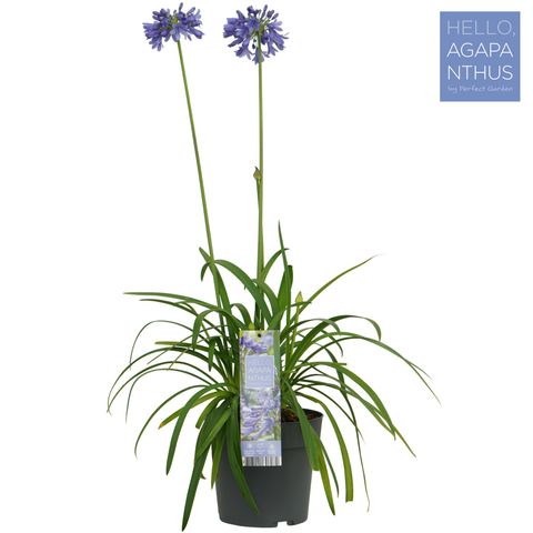 Agapanthus EVERPANTHUS EVER SAPPHIRE