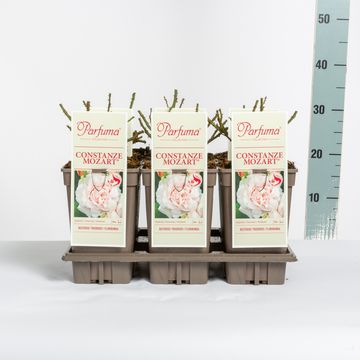 Роза CONSTANZE MOZART