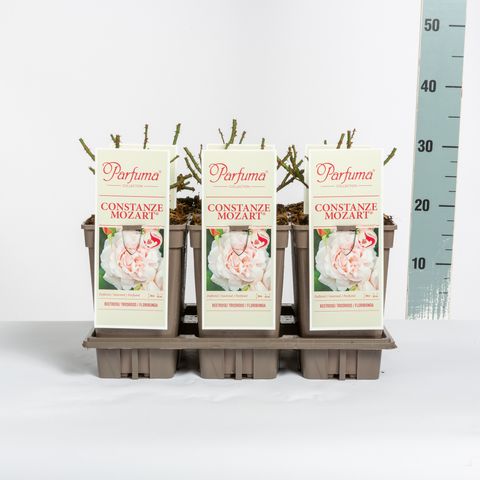 Роза CONSTANZE MOZART