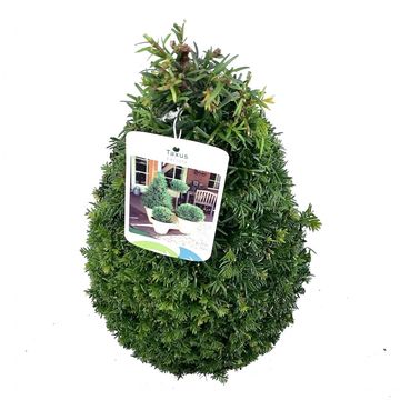 Taxus baccata