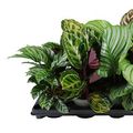 Calathea MIX