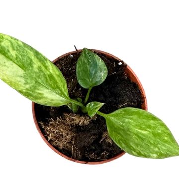 Anthurium vittariifolium 'Variegata'