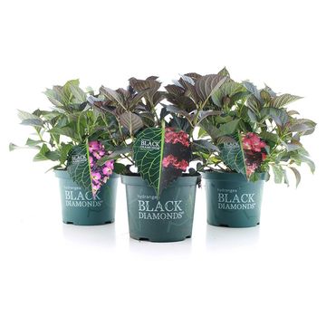 Hydrangea macrophylla BLACK DIAMONDS MIX