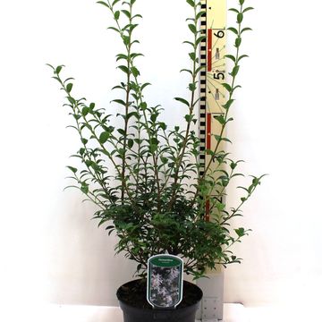 Osmanthus x burkwoodii